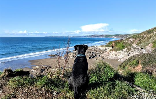 Dog-friendly beaches nearby