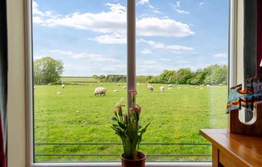 View from the living room