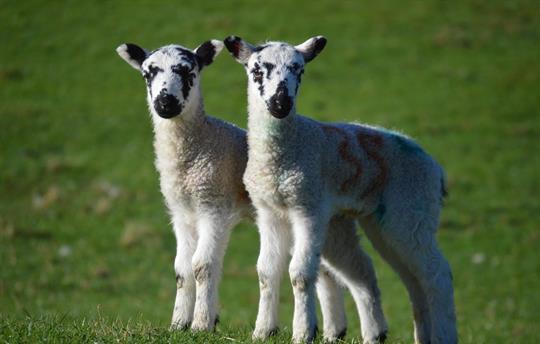 Spring lambs born at Broadmea