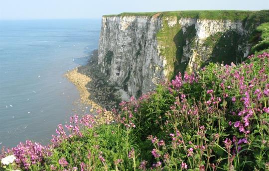 Bempton Cliffs, East Yorkshire