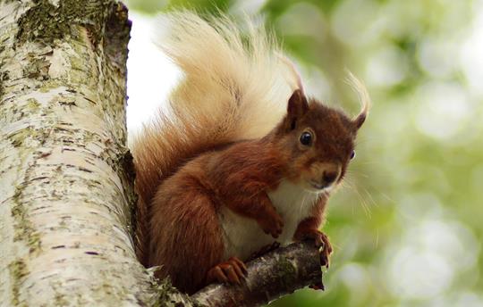 Spot our red squirrels