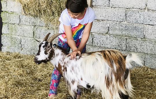 Enjoy playing with our pygmy goats