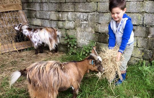 The goats are always hungry