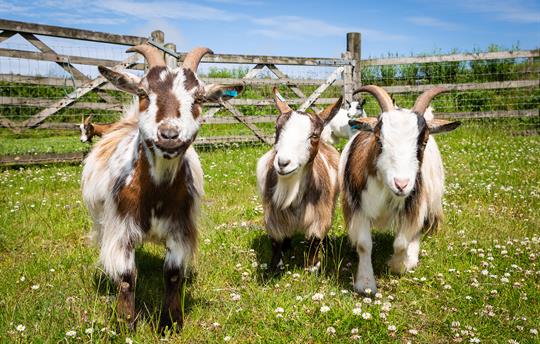 Our pygmy goats love to play