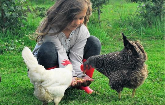 Hand-feeding the chickens