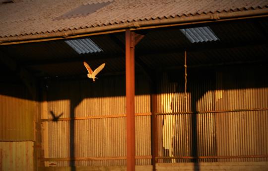 Barn owls nest in our hay barn 