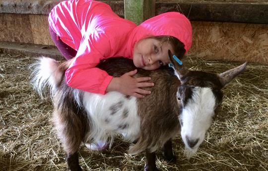 Goat cuddling available here!