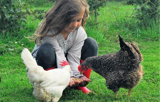 Hand-feeding the chickens