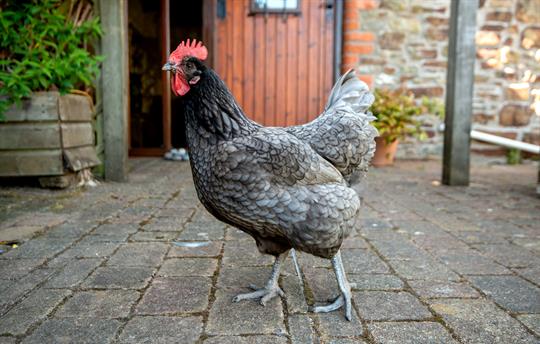 The chickens are always checking up on our guests