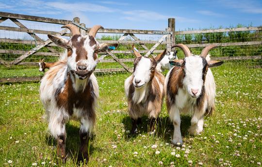 Friendly animals to feed