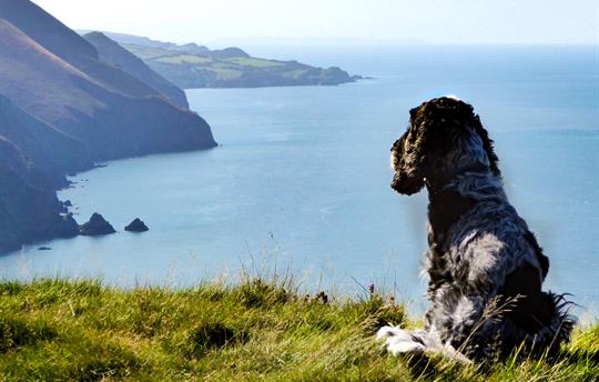 Dog with a view