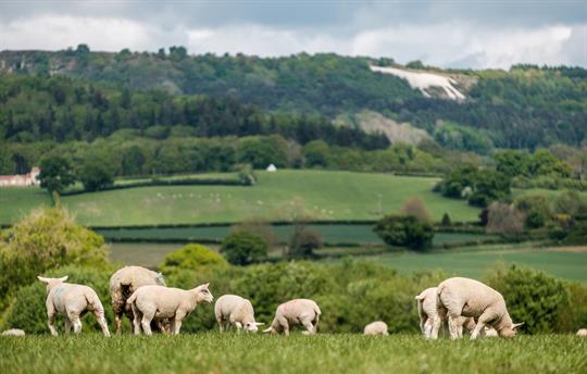 Typical view from Old Oak Cottages