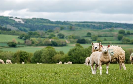 White horse and Sheep at Old Oak