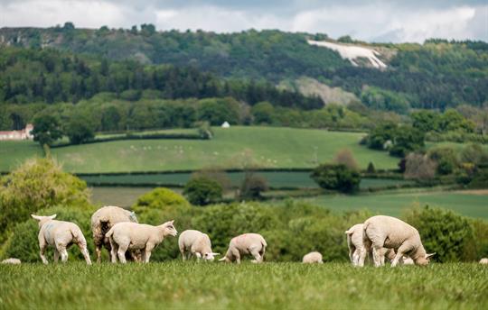 Typical view from the cottages