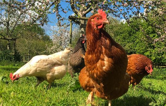 Chicken in the orchard with apple blossom 
