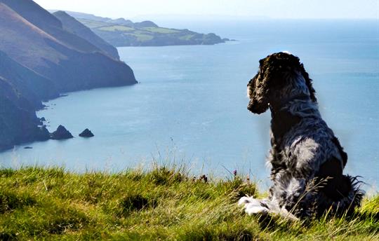 Furry friend keeping an eye on things
