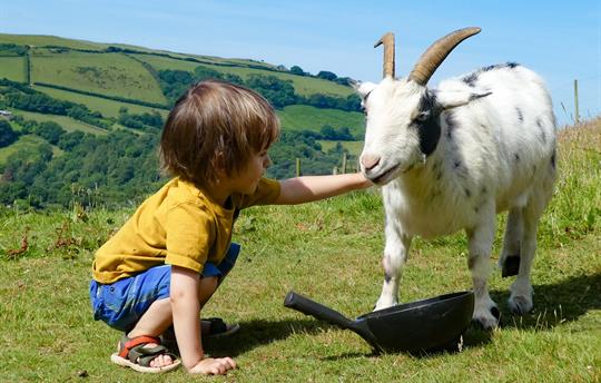 Violet the goat and friend