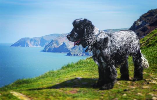 Furry friends enjoying the view