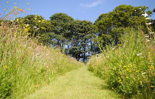 Wildflower meadow behind Granary