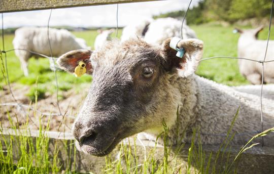 Lambs at Uppergate Farm