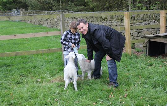 lamb feeding in spring