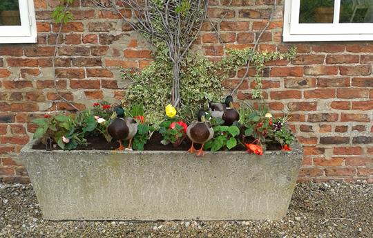 Resident Ducks