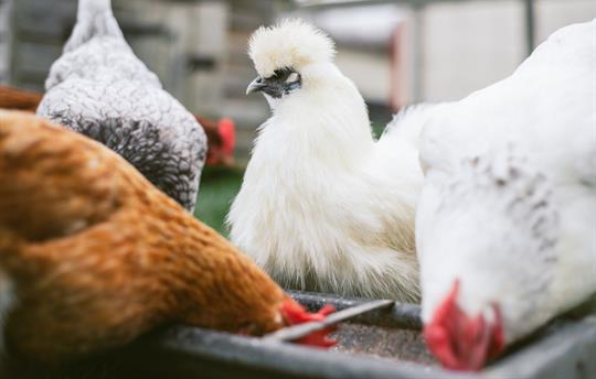 Chickens at feeding time