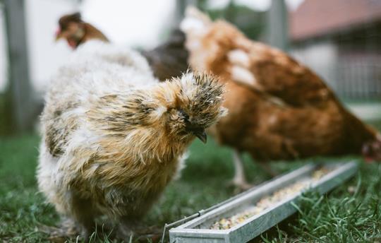 Help us feed the chickens and hunt for eggs