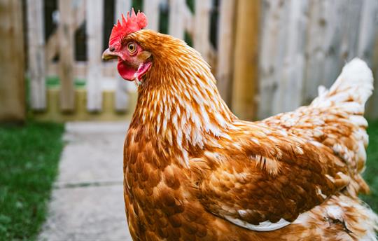 Help feed our chickens and hunt for all the eggs