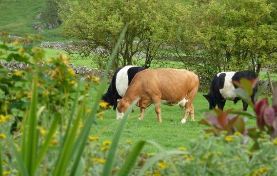 Animals grazing in our organic fields