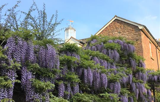 Fabulous gardens with Wisteria 