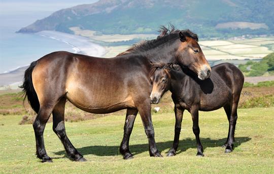 Exmoor Ponies on the Moor