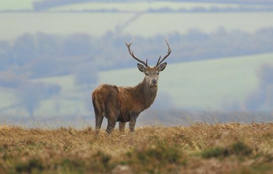 Red stag at Mornacott