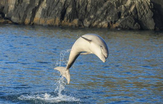 Dolphin watching in Cardigan Bay