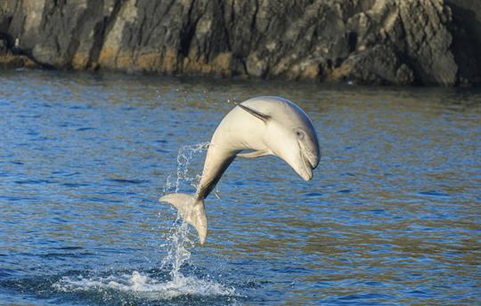 Dolphin watching in Cardigan Bay
