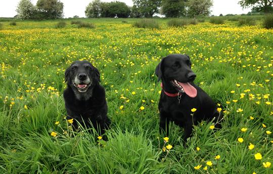 Dog walks from your door!