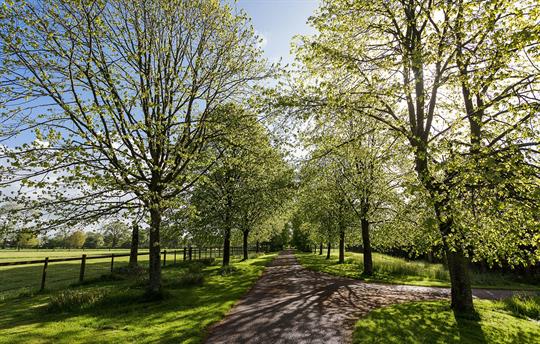 Lime Avenue leading to Cadhay estate properties
