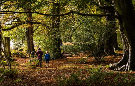 Beacon Hill Wood