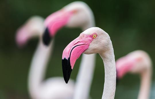Flamingos