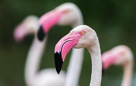 Flamingos at Pensthorpe