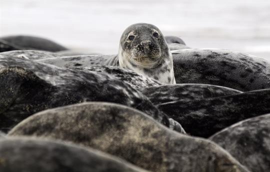 Horsey Seals