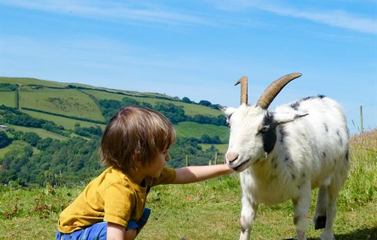 Violet the goat and friend