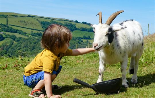 Violet the goat and friend