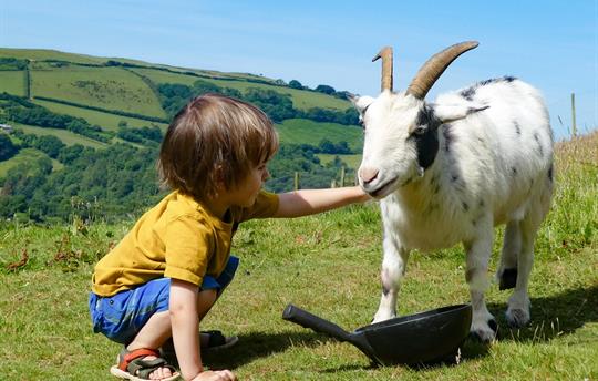 Violet the goat and friend