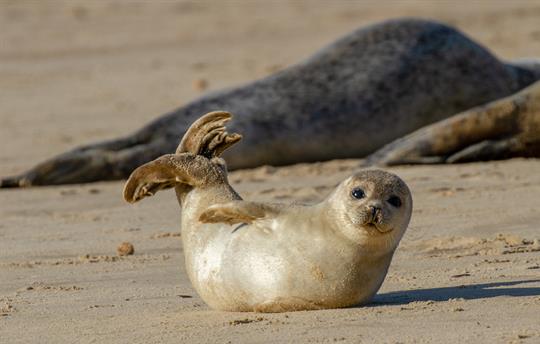 Can you spot any seals in Norfolk