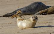 Seal watch along the Norfolk coast