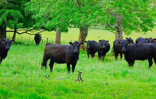 Aberdeen Angus Cows