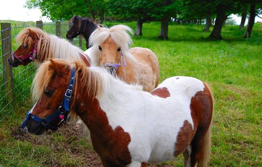 Shetland ponies at Airhouses