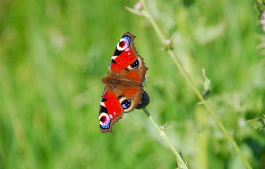 Butterflies everywhere
