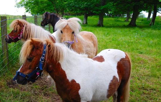 Shetland ponies at Airhouses